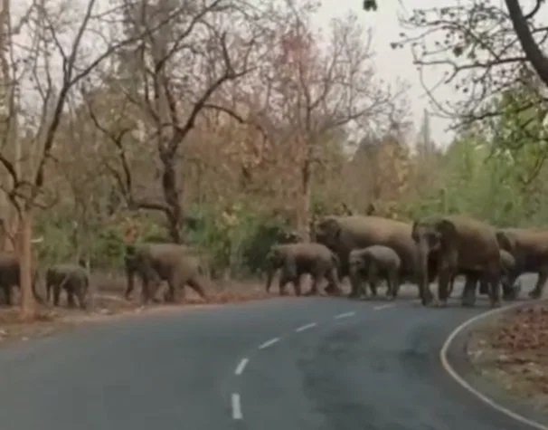 Chhattisgarh : नेशनल हाईवे पर हाथियों का जत्था, वनकर्मियों के छूटे पसीने, सुरक्षा के लिए सतर्कता बढ़ाई गई