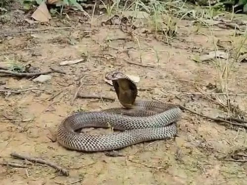 कोरबा जिला अस्पताल में किंग कोबरा की एंट्री से हड़कंप, वन विभाग ने पकड़कर जंगल में छोड़ा