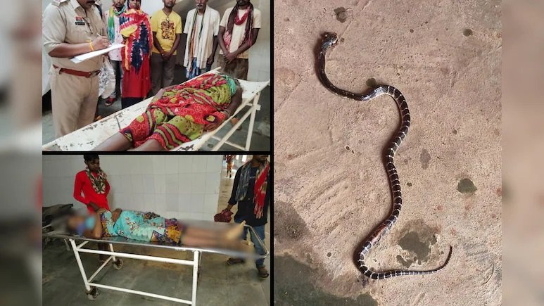 CG News : करैत के जहर से दो महिलाओं की मौत, ‘साइलेंट किलर’ सांप क्यों है इतना खतरनाक?
