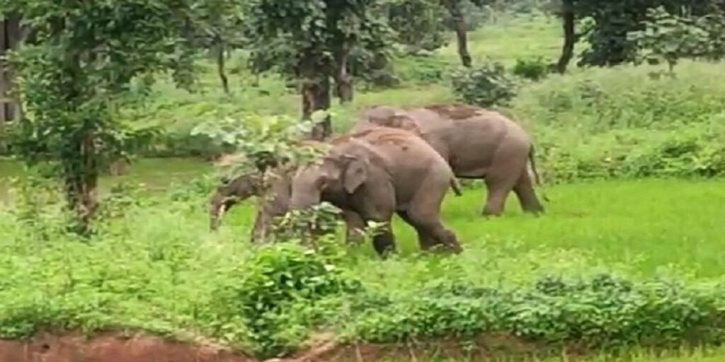 तनेरा में हाथियों का आतंक: बागबानी में मवेशियों को मारा, ग्रामीण का घर भी तोड़ा