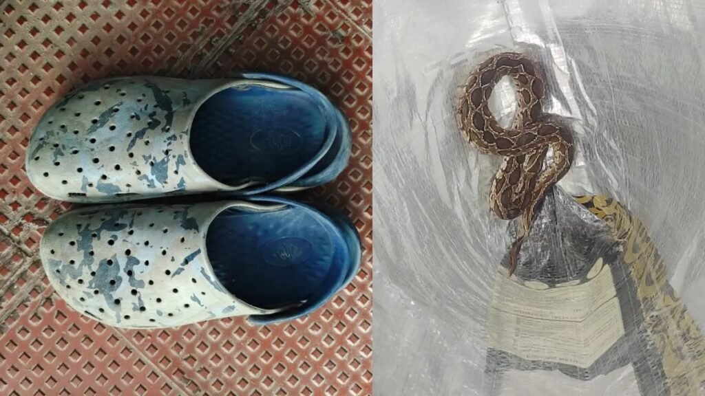 घर लौटकर चप्पल पहनी… अंदर छिपा था जहरीला सांप, सॉफ्टवेयर इंजीनियर की दर्दनाक मौत