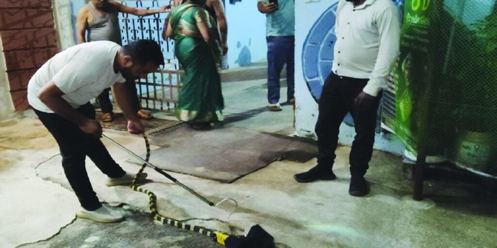 कोरबा : कॉलोनी में दिखा विशाल अहिराज सांप, सुरक्षित रेस्क्यू किया गया