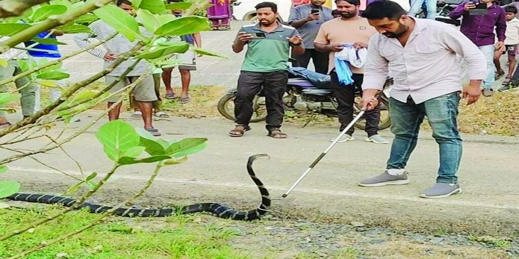 कोरबा में दिखा 10 फीट का किंग कोबरा, पर्यटकों की सतर्कता से वन विभाग ने किया सुरक्षित रेस्क्यू