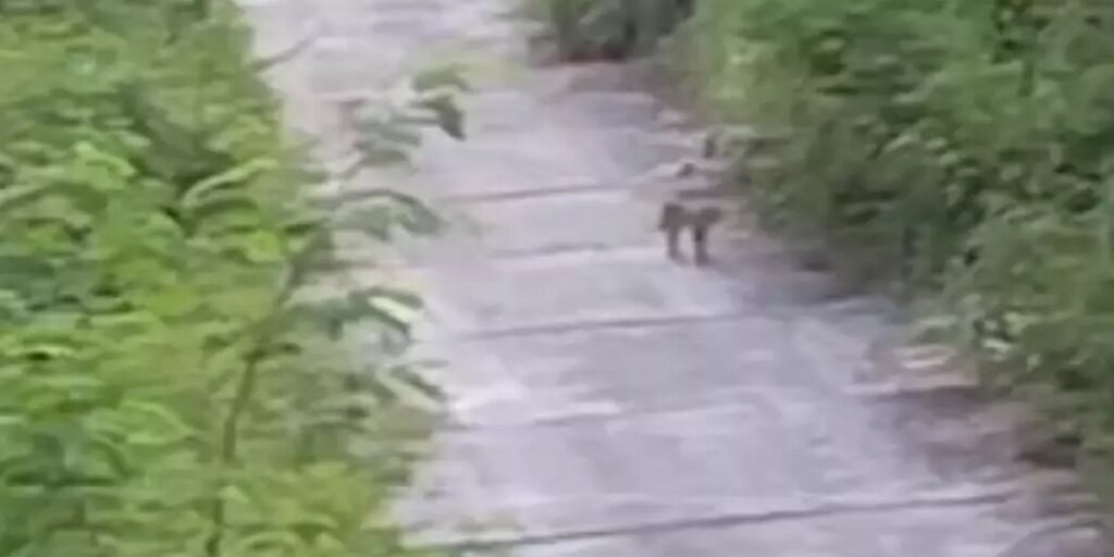 मड़वा पॉवर प्लांट में तेंदुए जैसे जानवर का वीडियो हुआ वायरल, क्षेत्र में दहशत का माहौल