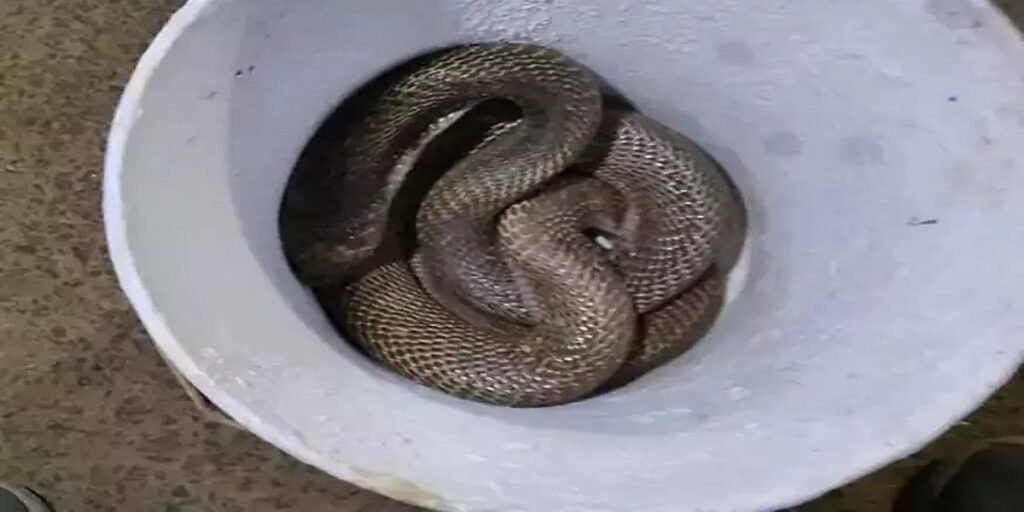 कोरबा में मचा हड़कंप: बस्ती की गली में निकला 6 फीट लंबा नाग, ग्रामीणों ने दिखाई सूझबूझ