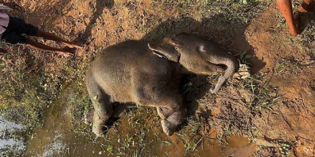 रायगढ़: तालाब में डूबा छह माह का हाथी शावक, इलाके में छाया मातम