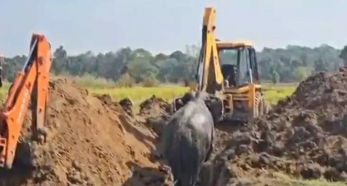 रेस्क्यू ऑपरेशन में सफलता: वन विभाग ने सुरक्षा मानकों के साथ तीन हाथियों को रैंप से निकाला और सुरक्षित वन में छोड़ा