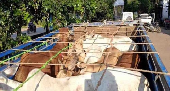 छत्तीसगढ़ में मवेशी तस्करी का भंडाफोड़: बूचड़खाने ले जाए जा रहे 17 गौवंश बरामद, एक आरोपी चढ़ा पुलिस के हत्थे