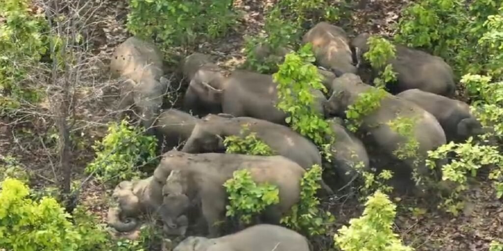 कटघोरा-पचरा और केराकछार में हाथियों का तांडव, दर्जनों किसानों की धान फसल बर्बाद