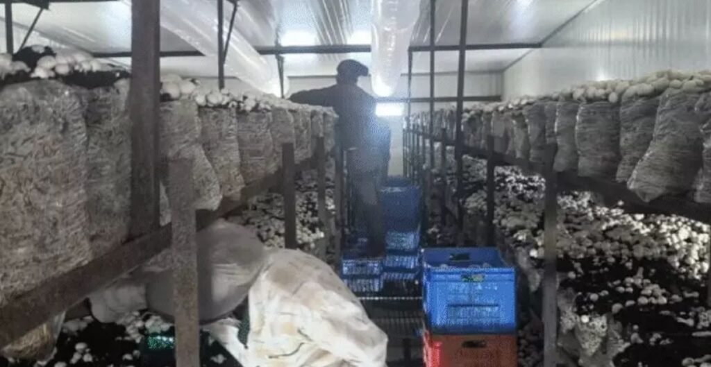 Mojo Mushroom Factory Child Labour Case: फैक्ट्री में 104 बाल-मजदूरों का रेस्क्यू, बच्चों ने सुनाई दर्दनाक कहानी—रात-दिन काम, मारपीट और न मिलने वाली सैलरी Mushroom