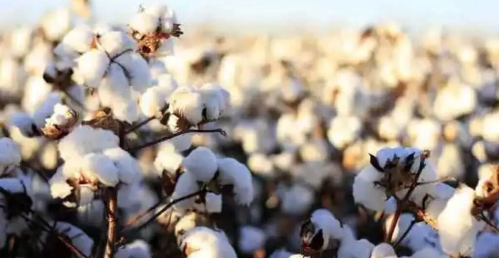 कपास की कीमतें MSP से नीचे, कस्टम ड्यूटी हटने के बावजूद नहीं मिला सहारा; गिरता बाजार तोड़ रहा किसानों की कमर कपास