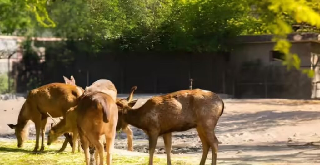 चिड़ियाघर