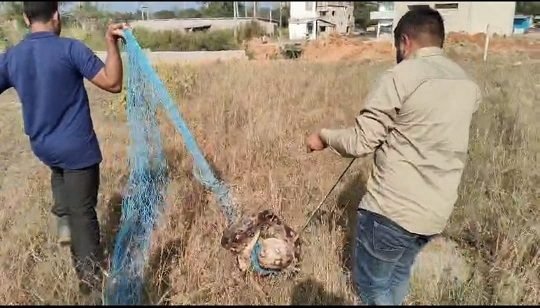 कोरबा के रिश्दी गांव में किसान के खेत में फंसा 8 फीट लंबा अजगर, रेस्क्यू टीम ने किया बचाव