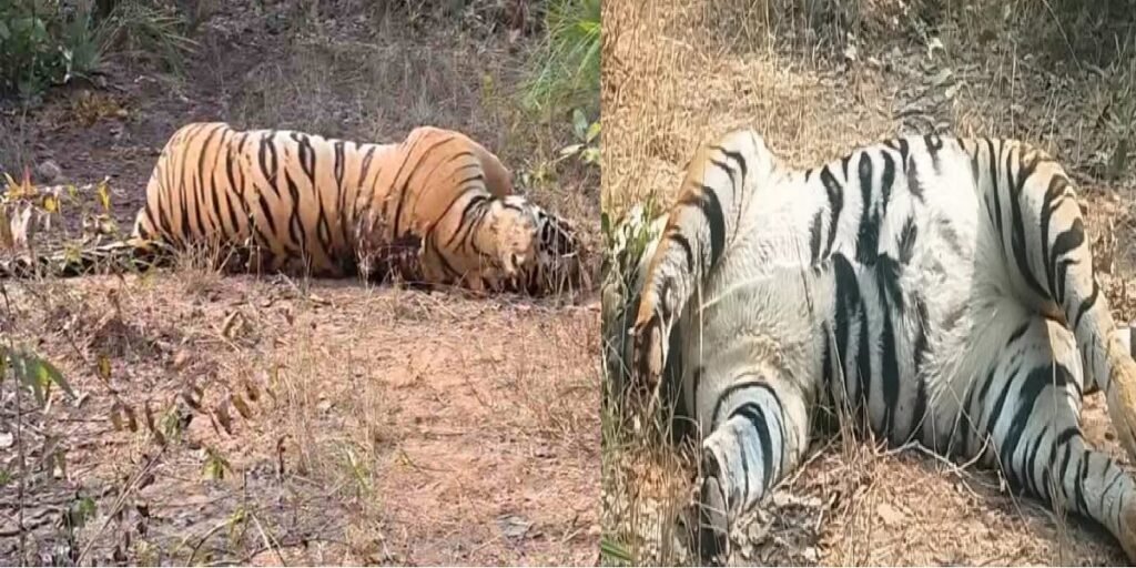 छत्तीसगढ़ में बाघ का शव संदिग्ध हालत में मिला, जताई जा रही शिकारी हमले की आशंका