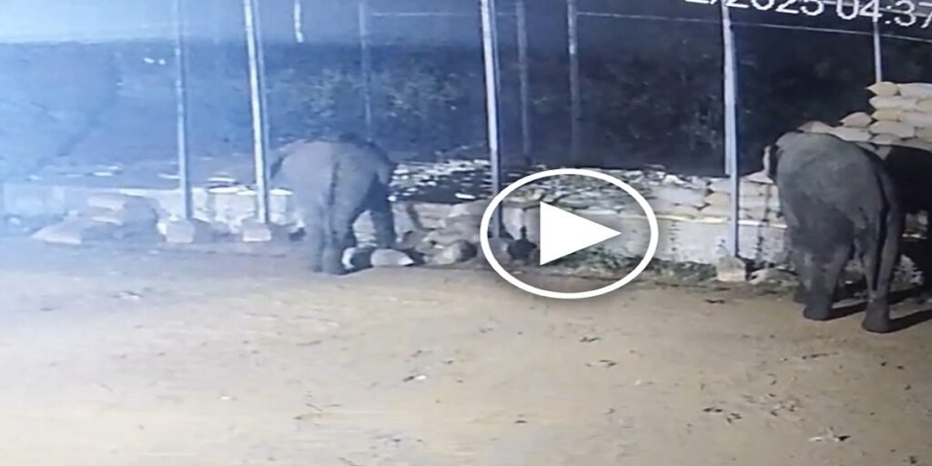 रायगढ़ में हाथियों का आतंक: बंगुरसिया धान केंद्र से 15 बोरी धान खाया, कई बोरियां बर्बाद