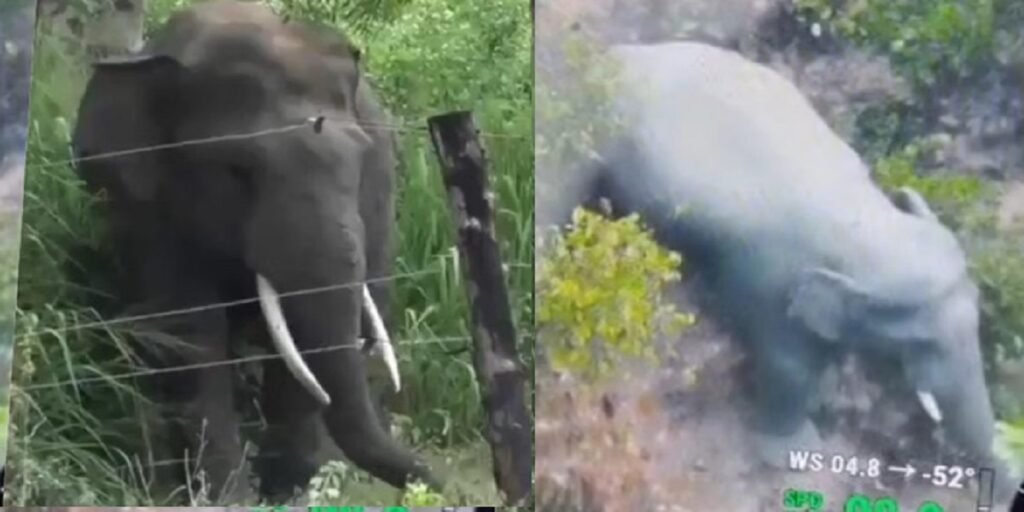 Korba: हाथी का आतंक, ग्रामीणों में भय का माहौल; वन विभाग ने ड्रोन से कर रही निगरानी