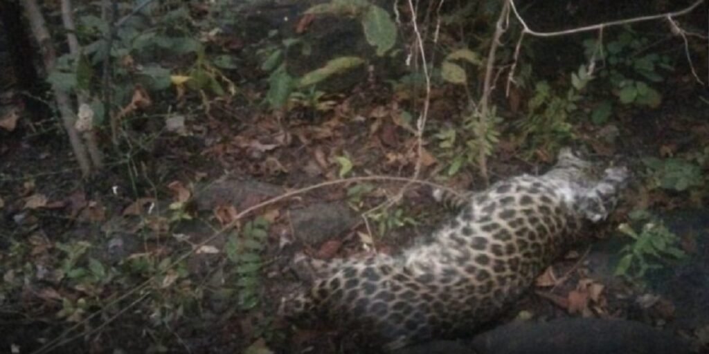 CG News: जंगल में तेंदुए का शिकार! चारों पंजे गायब, वन विभाग में मचा हड़कंप