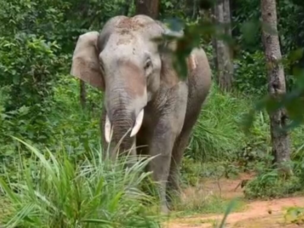 कोरबा से 8 किमी दूर ‘दंतैल हाथी’ की दहशत, बालको–कॉफी पॉइंट रोड सील