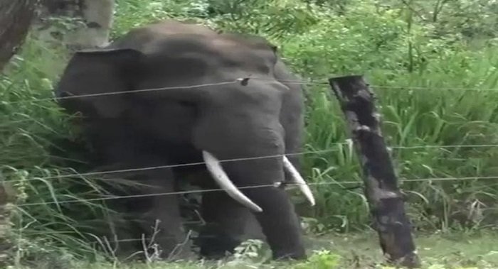 कोरबा: रात में लोनर हाथी का तांडव, पति ने खाट के नीचे छुपकर बचाई जान, पत्नी की मौत