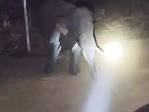 जंगल से निकलकर धान खरीदी केंद्र तक पहुंचा दंतैल, वनकर्मियों ने की तत्परता से कार्रवाई