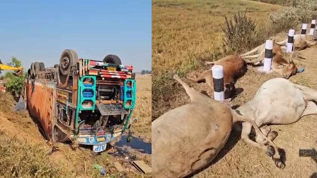 CG में दर्दनाक हादसा: मवेशियों से भरा कंटेनर पलटने से 50 गायों की मौत, ग्रामीणों में आक्रोश