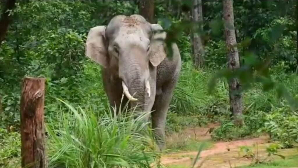 वनमंडल केंदई में हाथी की अचानक एंट्री, हाईवे पर कार चालक की सूझबूझ से टला बड़ा हादसा