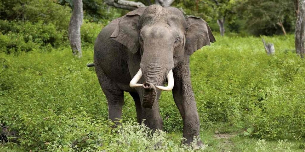 कोरबा: दो दंतैल हाथियों ने कुदमुरा रेंज में दी दस्तक, विभाग हुआ अलर्ट
