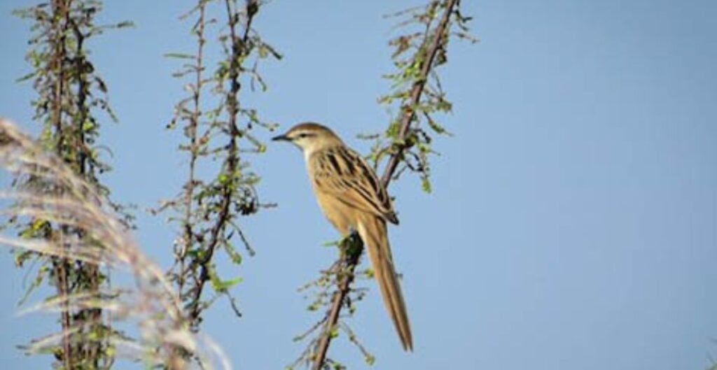 ग्रासबर्ड