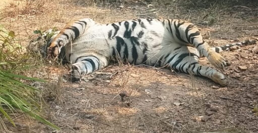 Surajpur Tiger Death: सूरजपुर जिले में बाघ की संदिग्ध मौत से वन विभाग में मचा हड़कंप वन विभाग