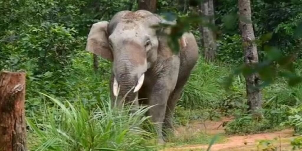 KORBA: जटगा रेंज में दंतैल हाथी का आतंक, चैतुरगढ़ पहाड़ी तक पहुंचा