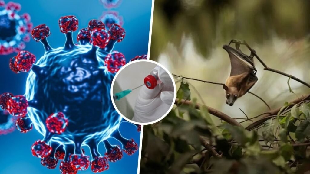 Nipah Virus Surveillance: निपाह वायरस के लक्षण और खतरे, बुखार और सिरदर्द को हल्के में न लें
