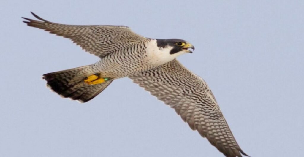 आसमान का चीता