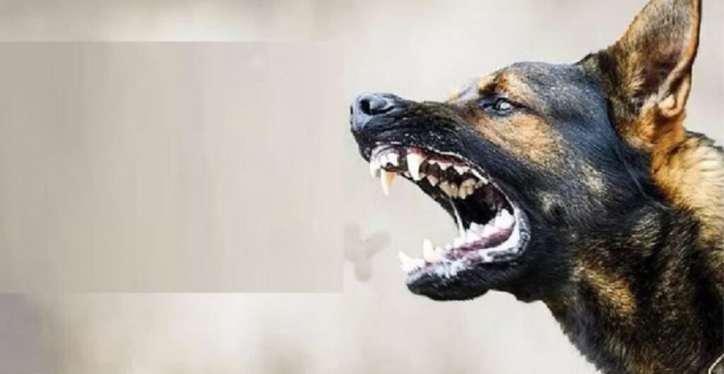 पागल कुत्ते