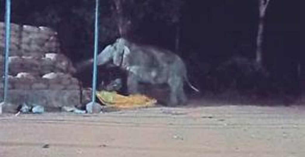 हाथी के आतंक