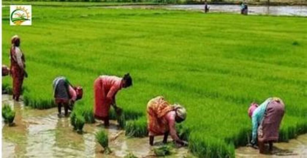 उर्वरक सब्सिडी