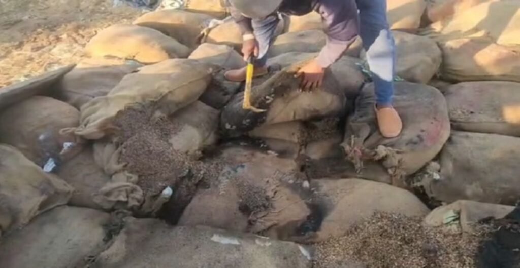 Chhattisgarh News: गौरेला–पेंड्रा–मरवाही में कुप्रबंधन से 20 हजार क्विंटल धान खराब, सरकार को ₹6 करोड़ का नुकसान धान