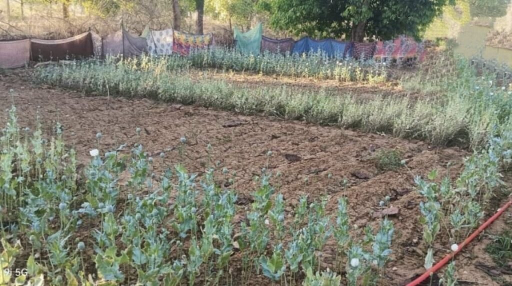 CG BREAKING: छत्तीसगढ़ में फिर पकड़ी गई अफीम की खेती, 17 दिनों में पांचवीं कार्रवाई, सब्जियों के बीच छिपाई फसल