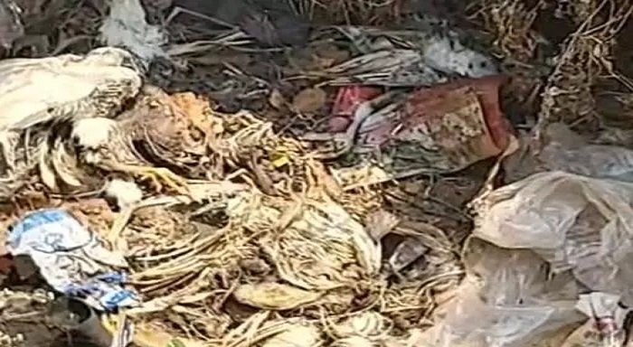 बिलासपुर में बर्ड फ्लू के बीच बड़ी लापरवाही, 5 हजार मुर्गियों के शव खुले में फेंके, बढ़ा संक्रमण का खतरा