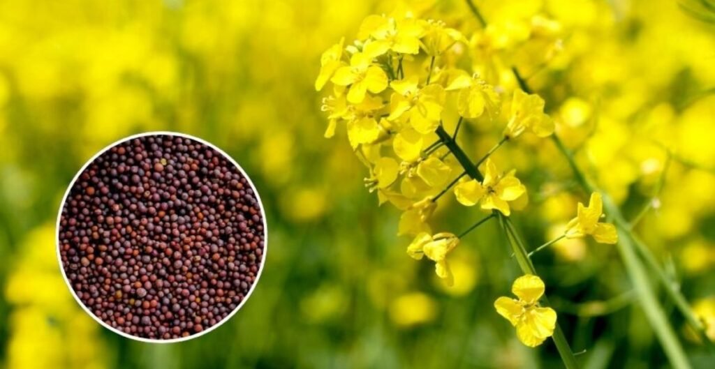 सरसों उत्पादन