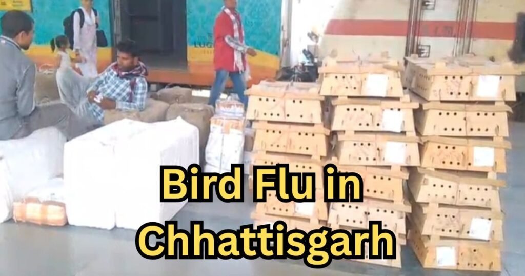 Bird Flu in Chhattisgarh: बर्ड फ्लू के बीच ट्रेन से पहुंची चूजों की खेप, प्रशासन में मचा हड़कंप