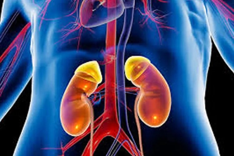 Kidney Health Problems: किडनी पर बढ़ते तनाव के ये शुरुआती संकेत न करें नजरअंदाज, समय रहते पहचान है जरूरी