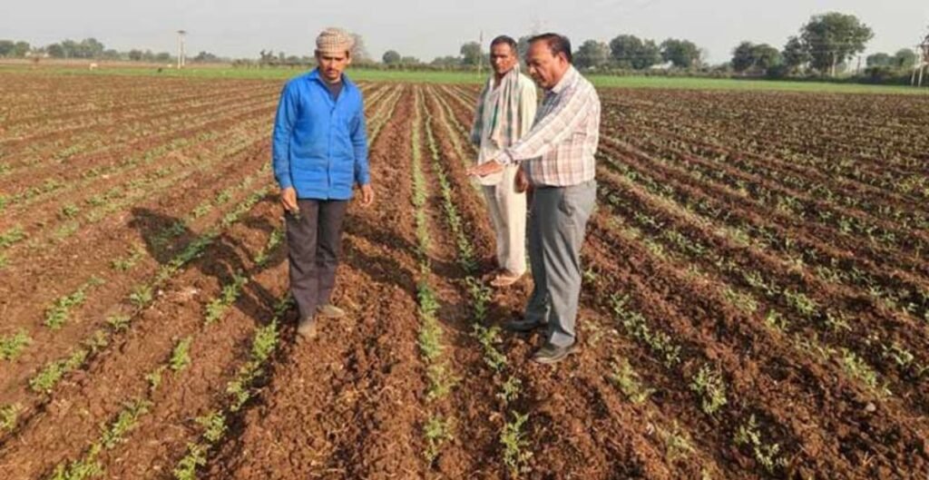 बेमौसम बारिश और ओलावृष्टि का कहर: 2.49 लाख हेक्टेयर रबी फसलें प्रभावित, गेहूं को सबसे ज्यादा नुकसान बेमौसम बारिश