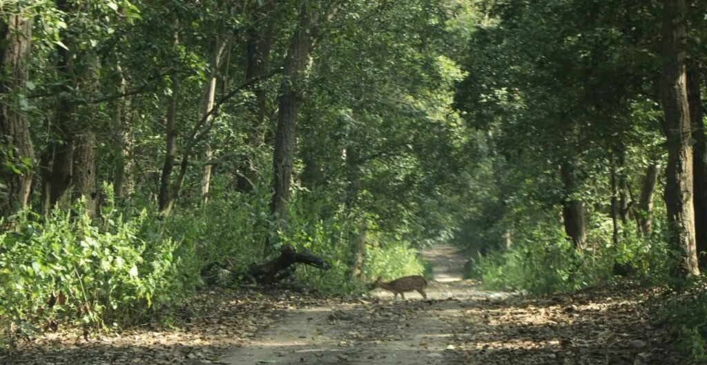4 दिन जंगल में फंसी रहीं G S Sharanya, पानी पीकर बचाई जान; बोलीं- फिर जाऊंगी ट्रेक पर G S Sharanya