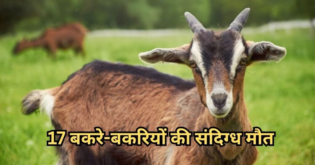 CG News : 17 बकरा-बकरियों की संदिग्ध मौत, गरीब परिवार की आजीविका पर टूटा दुखों का पहाड़