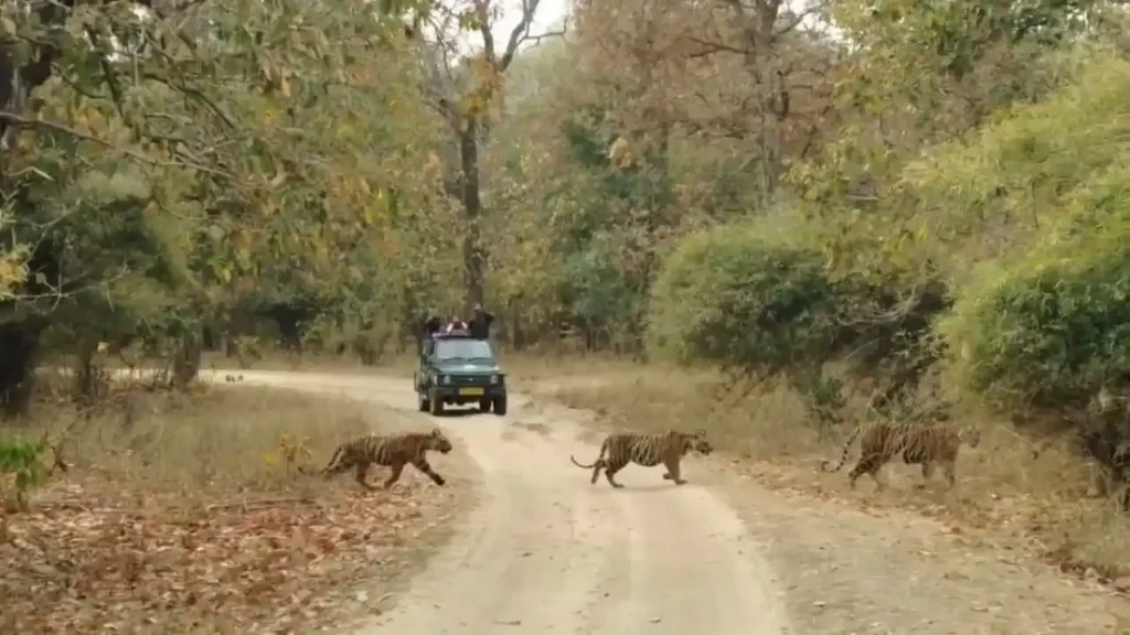 आज से पर्यटकों के लिए बंद हुए छत्तीसगढ़ के जंगल, इतने दिनों तक नहीं कर सकेंगे सफारी, जानिए वजह छत्तीसगढ़