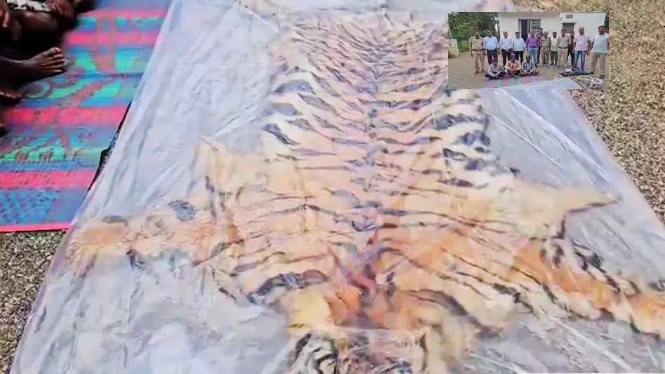 बाघ के खाल की तस्करी का भंडाफोड़! वन विभाग की रेड में तीन आरोपी गिरफ्तार