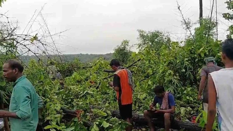 हरे-भरे जंगल पर संकट! तमनार में पेड़ों की कटाई के विरोध में सड़क पर उतरे ग्रामीण, जिंदल के खिलाफ नाराजगी