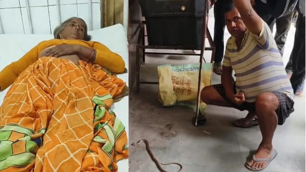दो सांपों के डसने से महिला की हालत बिगड़ी, परिजन सांपों को लेकर पहुंचे अस्पताल; इलाज जारी