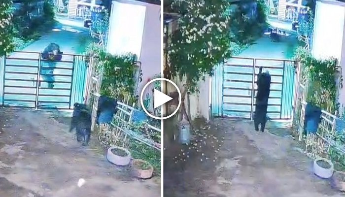 Chhattisgarh: रिहायशी इलाके में फिर दिखे भालू, घर का गेट पार करते CCTV में हुए कैद; दहशत में लोग