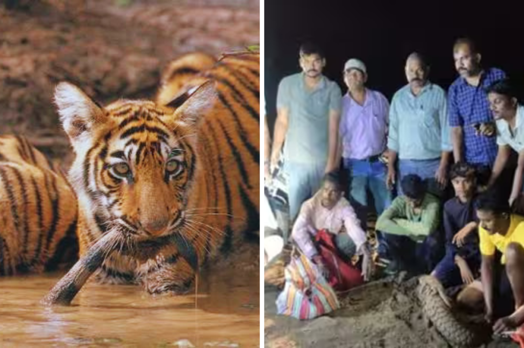 तीन राज्यों के जंगलों में वन्यजीव तस्करी पर बड़ा शिकंजा, 43 बाघ की हड्डियां बरामद; नवजात को सीने से लगाए मिली पैंगोलिन